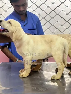 Labrador Puppies