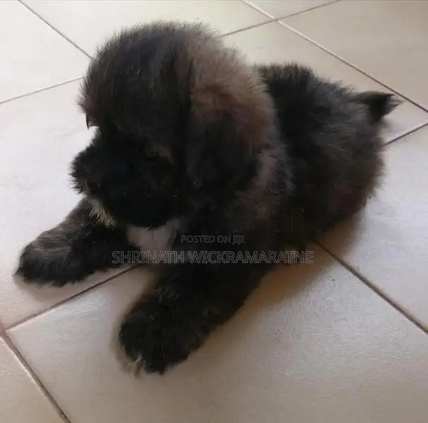 Shih Tzu Puppies