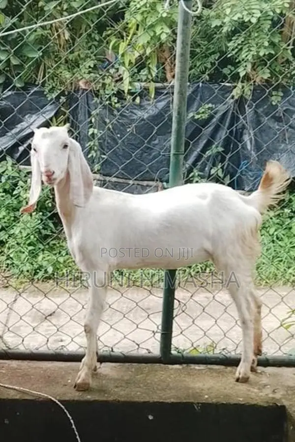 Goats
