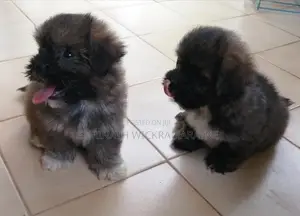 Shih Tzu Puppies