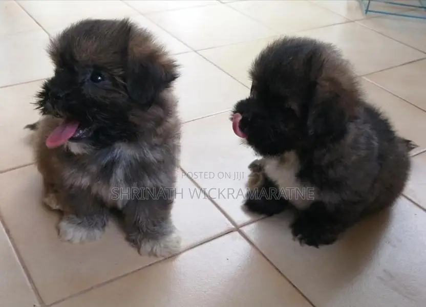 Shih Tzu Puppies