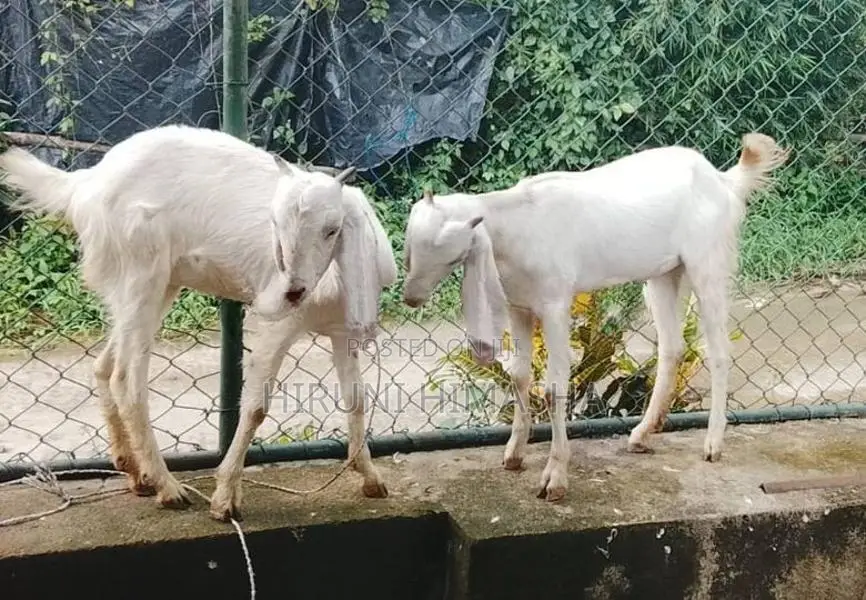 Goats