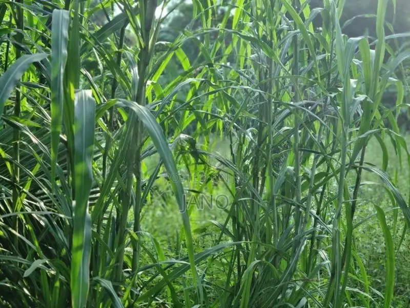 தீவன புல் வளர்ப்பு தண்டு