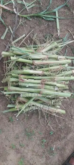 தீவன புல் வளர்ப்பு தண்டு