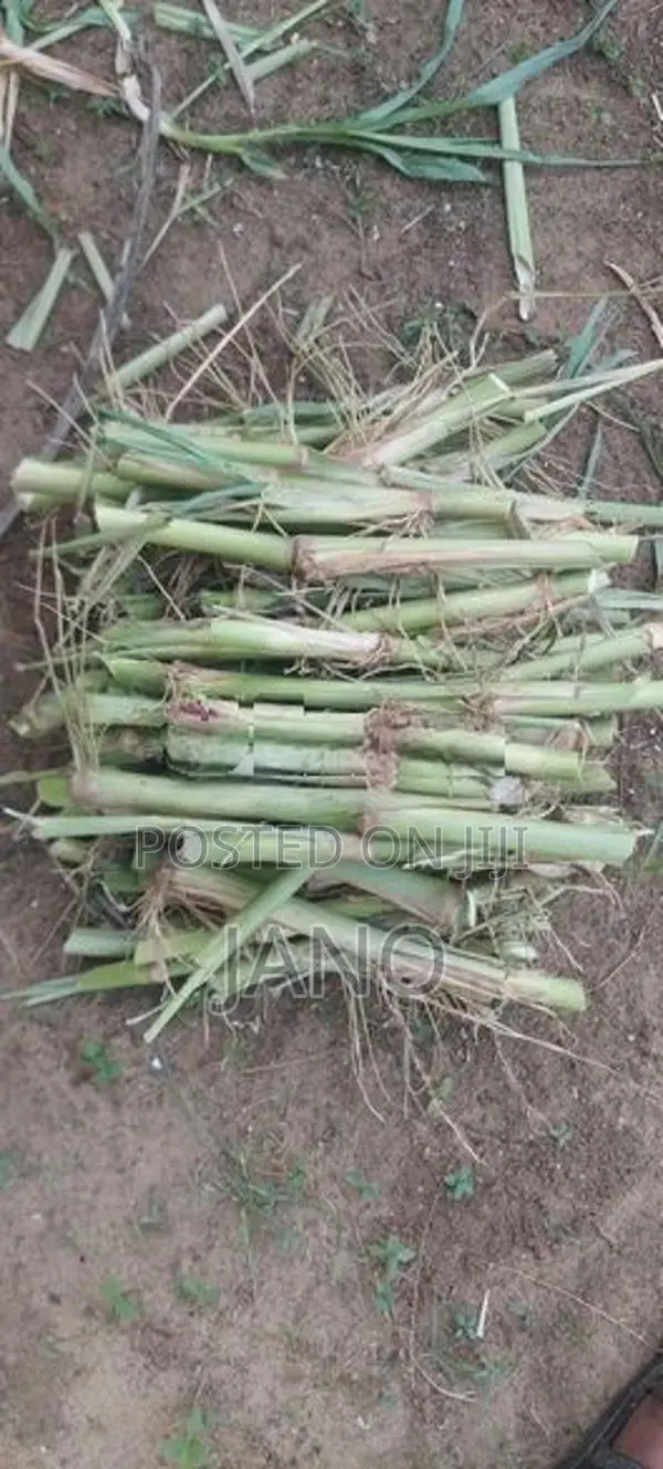 தீவன புல் வளர்ப்பு தண்டு