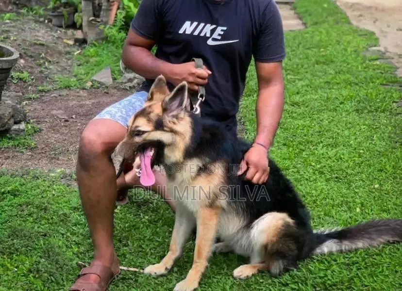 German Shepherd Female Dog