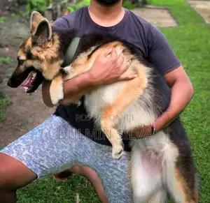 German Shepherd Female Dog