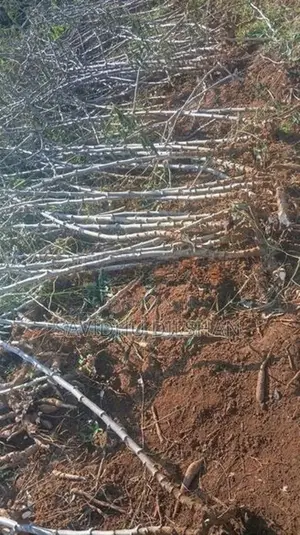 මයියොක්කා දඩු