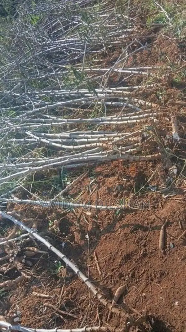මයියොක්කා දඩු