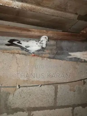 Pigeons