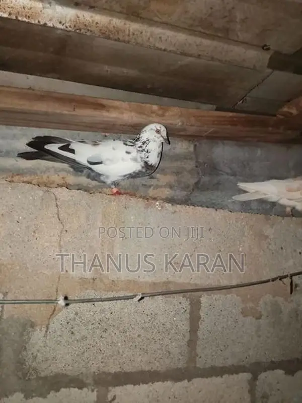 Pigeons