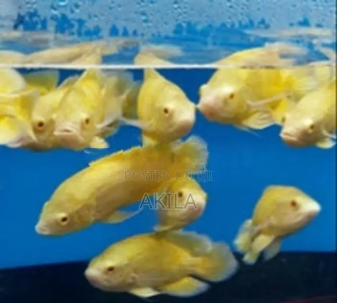 Oscar Lemon Velvert
