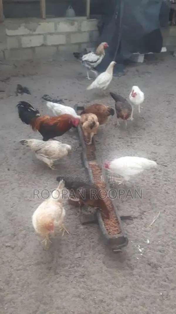 நாட்டு கோழி