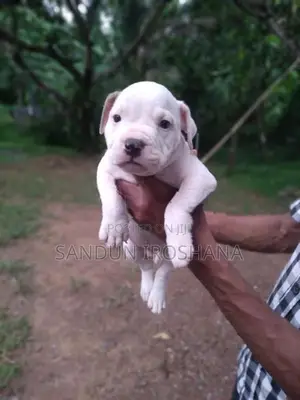 American Bully Puppies