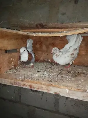 Pigeons