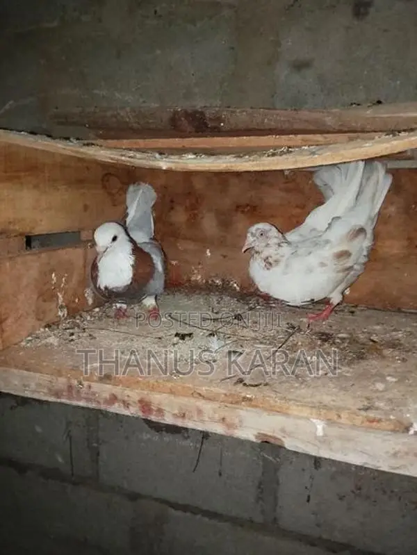 Pigeons