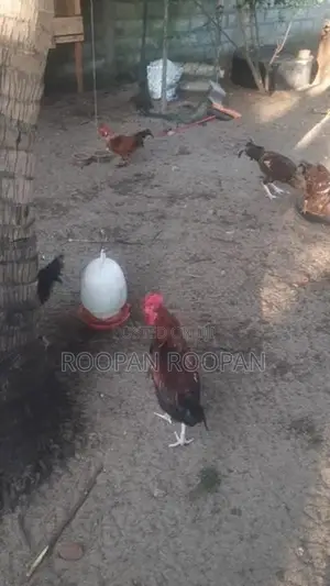 நாட்டு கோழி