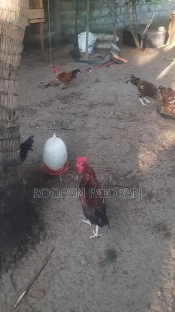 நாட்டு கோழி
