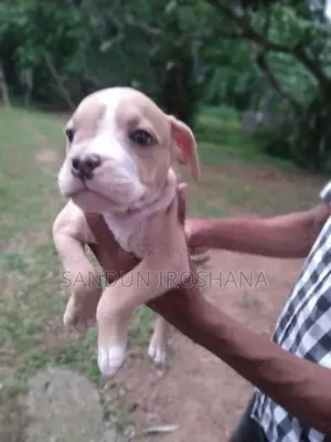 American Bully Puppies