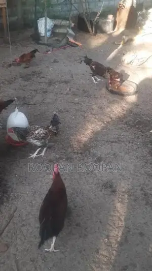 நாட்டு கோழி