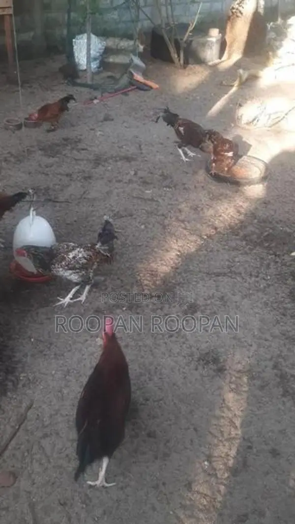 நாட்டு கோழி