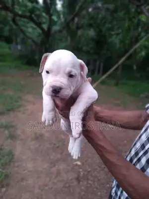 American Bully Puppies