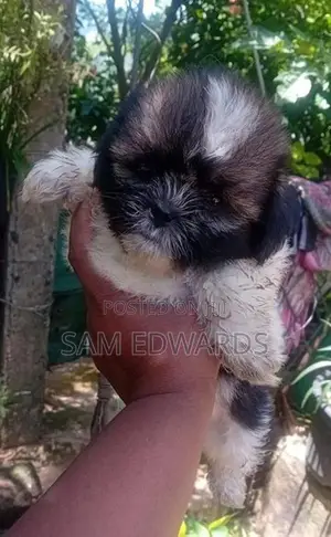 Shih Tzu Puppies
