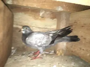 Pigeons