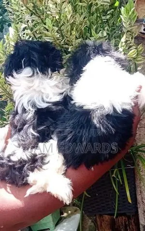 Shih Tzu Puppies