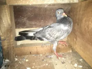 Pigeons