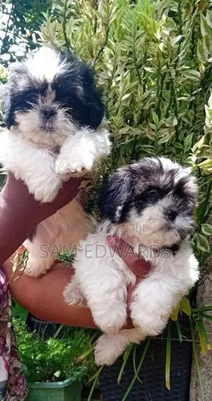 Shih Tzu Puppies