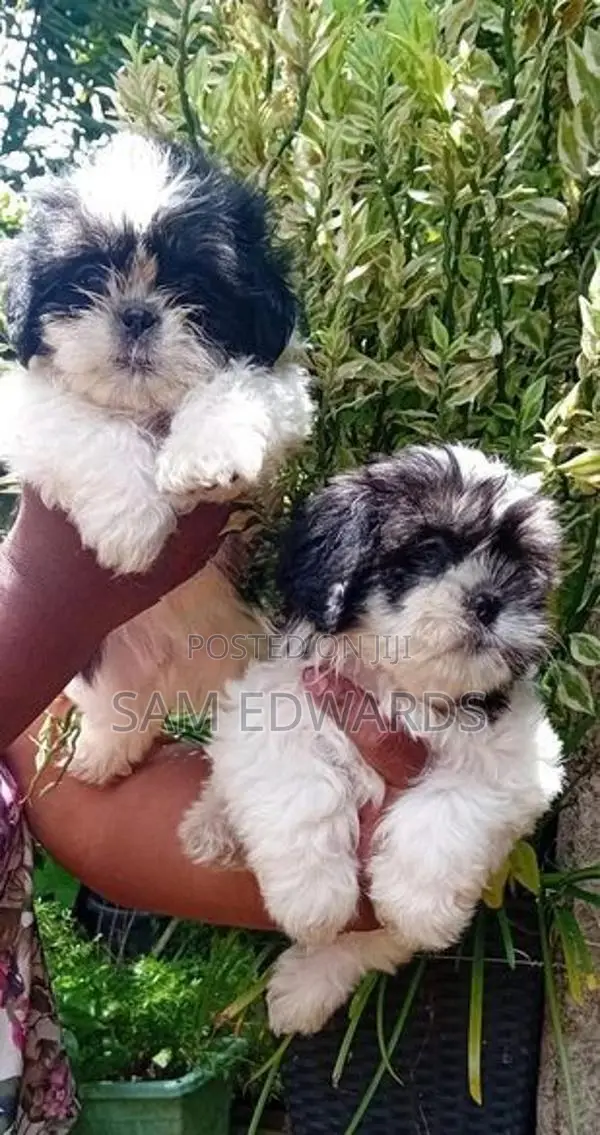 Shih Tzu Puppies