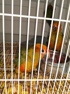 Sun Conure Birds