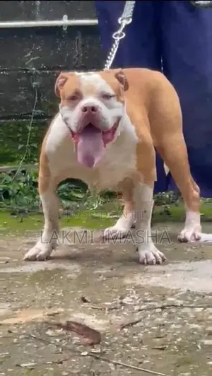 American Bully