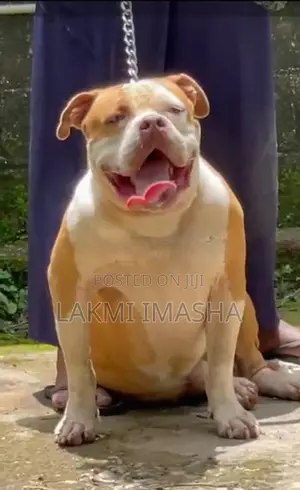 American Bully