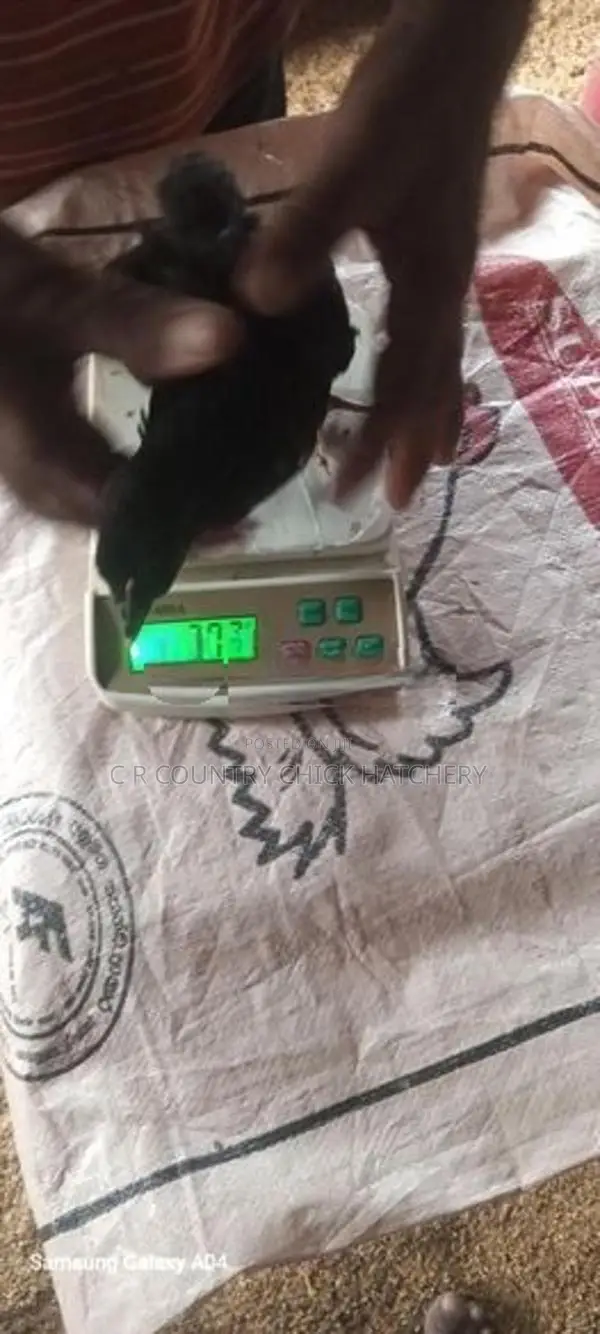 1 1/2 மாத கோழி குஞ்சு