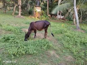 Female Cow