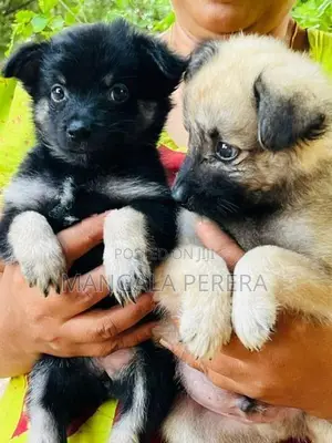 ලයන් පොමනේරියන්