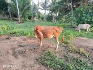 Female Cow