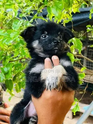 ලයන් පොමනේරියන්