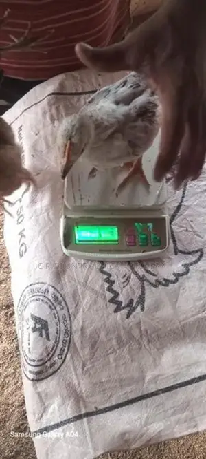 1 1/2 மாத கோழி குஞ்சு
