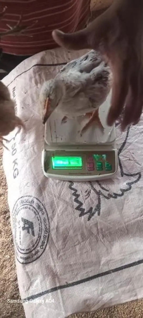 1 1/2 மாத கோழி குஞ்சு