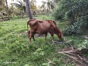 Female Cow