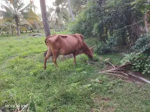 Female Cow
