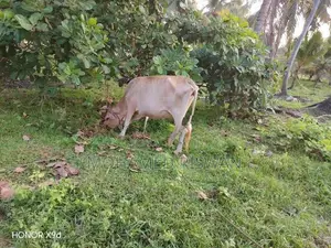 Female Cow