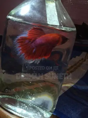 Betta Fish