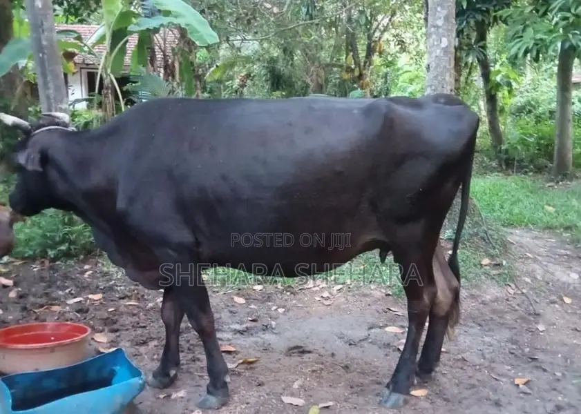 Kiri Gawayan