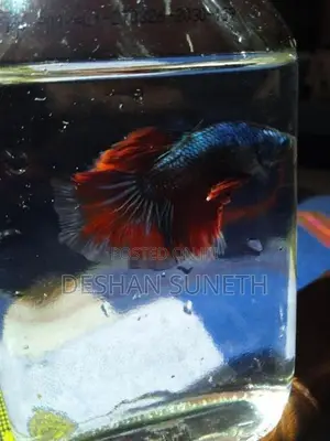 Betta Fish