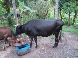 Kiri Gawayan