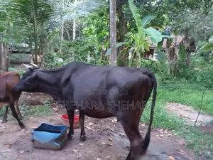 Kiri Gawayan